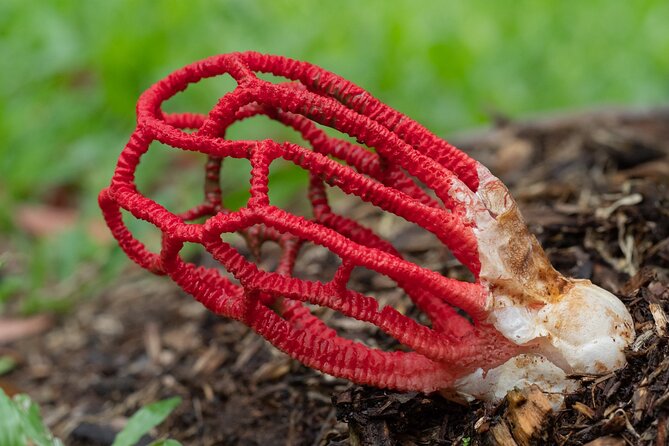 2-Hour Mushroom Photography Activity in Cairns Botanic Gardens - Key highlights if you love fungi and photos