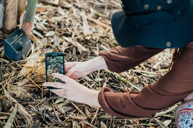 2-Hour Mushroom Photography Activity in Cairns Botanic Gardens - What you’ll see during the wet season (and why that timing matters)