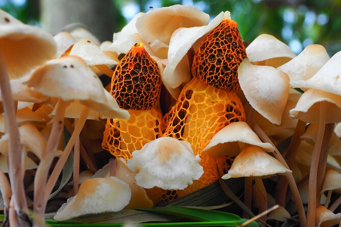 2-Hour Mushroom Photography Activity in Cairns Botanic Gardens - Group size and fitness level: why it feels relaxed but still focused