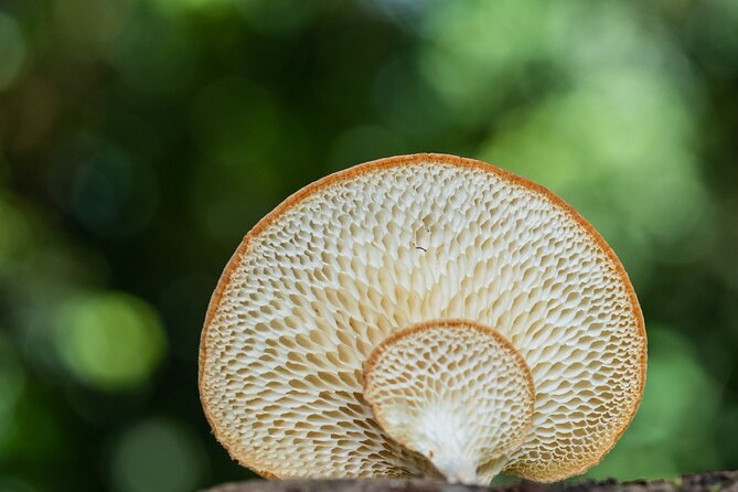 2-Hour Mushroom Photography Activity in Cairns Botanic Gardens - Getting there: Edge Hill meeting point and local convenience