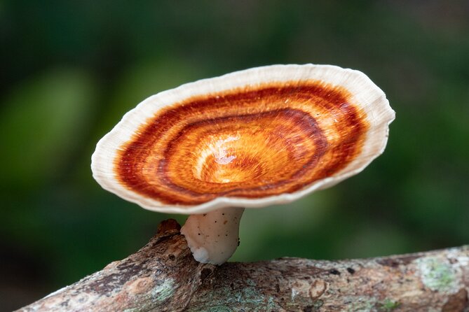 2-Hour Mushroom Photography Activity in Cairns Botanic Gardens - Price and value: what $48.77 buys you in real-world photo time