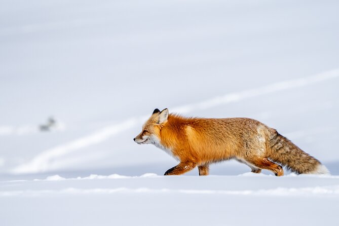3 Day Guided Wildlife Photography Tour in Yellowstone - Key points before you book