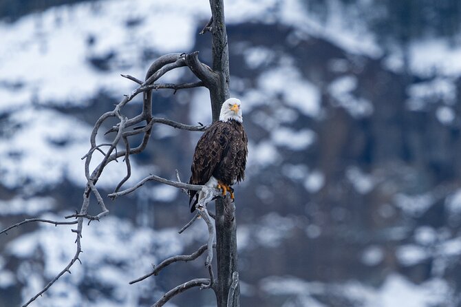 3 Day Guided Wildlife Photography Tour in Yellowstone - Hands-on wildlife photography coaching that targets how you shoot