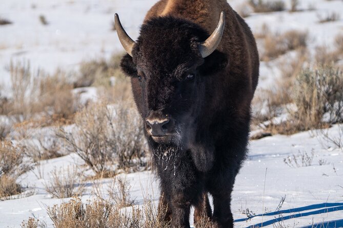 3 Day Guided Wildlife Photography Tour in Yellowstone - Post-processing support via Discord: where your photos get real