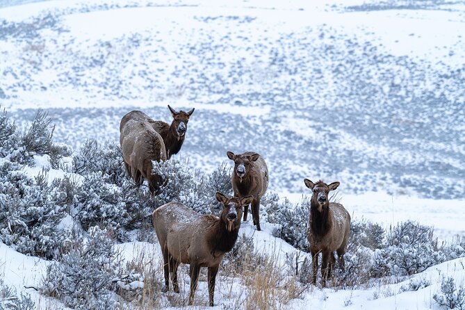 3 Day Guided Wildlife Photography Tour in Yellowstone - Weather planning and resource help (because Yellowstone changes fast)