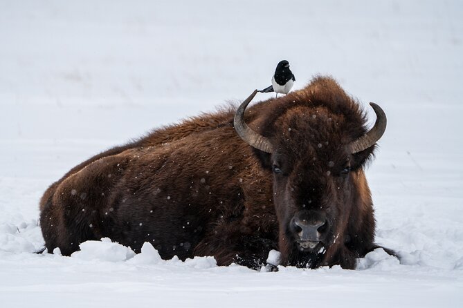 3 Day Guided Wildlife Photography Tour in Yellowstone - Why Lamar Valley gets almost all the attention