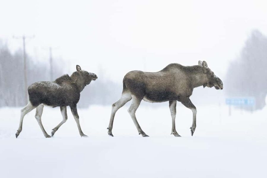 Abisko: Photo Hike with Professional Photographer - Why Abisko Makes Photo Hikes Feel Worth It