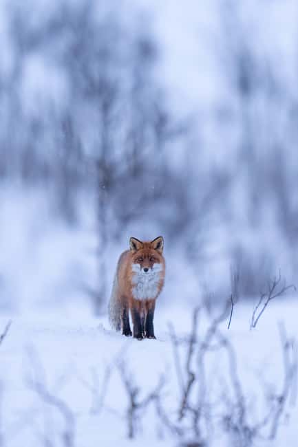 Abisko: Photo Hike with Professional Photographer - What Winter Comfort Looks Like Here (and What You Should Bring)