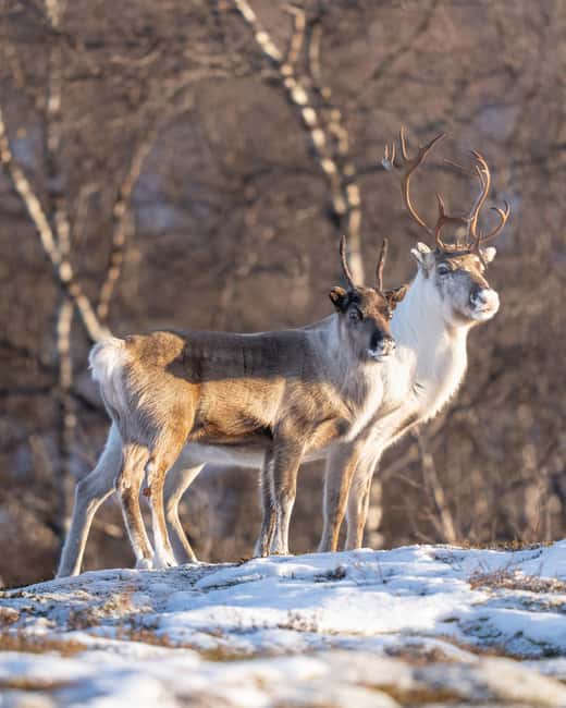 Abisko: Photo Hike with Professional Photographer - Price and Value: Why $127 Can Make Sense for 3 Hours