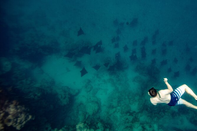 An Eagle Ray and Turtle Tour-Small Groups & Photography Included - Key highlights to decide fast