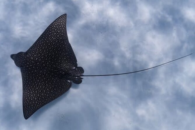 An Eagle Ray and Turtle Tour-Small Groups & Photography Included - Why Rarotonga’s local-only snorkel spot is the main event