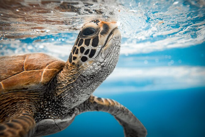 An Eagle Ray and Turtle Tour-Small Groups & Photography Included - Turtles are guaranteed. Eagle rays depend on weather.
