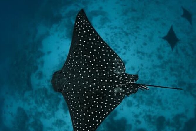 An Eagle Ray and Turtle Tour-Small Groups & Photography Included - Small-group and private feel: why it changes the vibe