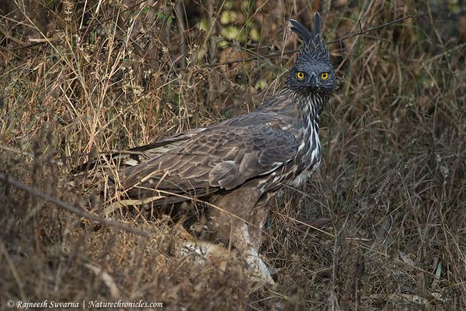 Birding & Bird Photography tour in Bangalore - Key Highlights You’ll Actually Feel During the Day