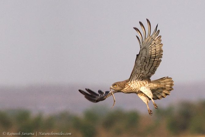 Birding & Bird Photography tour in Bangalore - A Dawn-Start Bird Day Around Bangalore