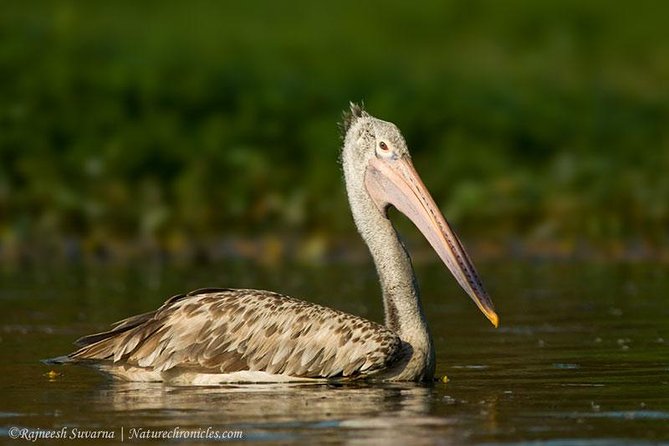 Birding & Bird Photography tour in Bangalore - Hessarghatta: Edges, Movement, and Photo-Worthy Moments