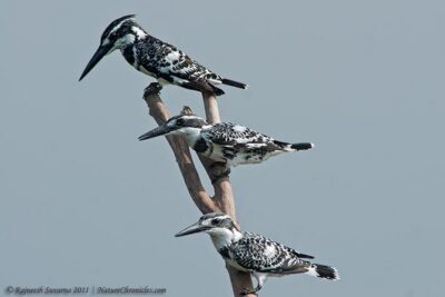 Birding & Bird Photography tour in Bangalore - Your Guide: Rajneesh Turns Sightings Into Real Learning