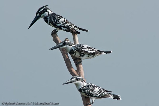 Birding & Bird Photography tour in Bangalore - Your Guide: Rajneesh Turns Sightings Into Real Learning