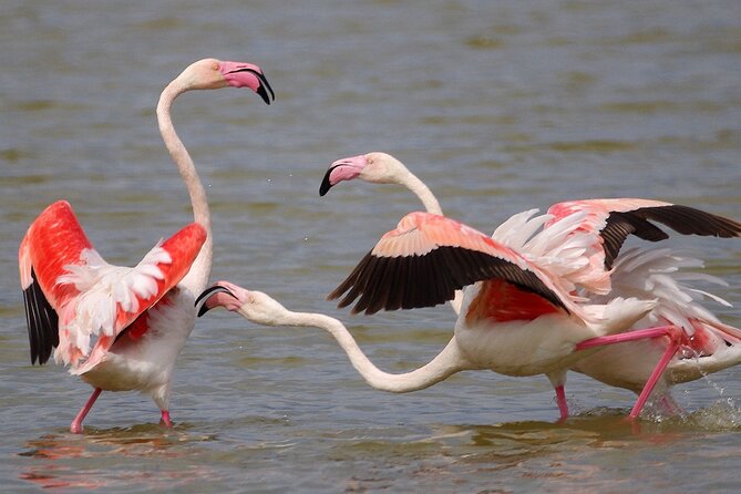 Birding & Photography Day Trip to Doñana from Seville - Key things to know before you go