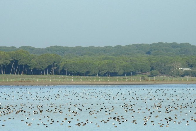 Birding & Photography Day Trip to Doñana from Seville - Inside Doñana: how the habitats shape what you’ll see