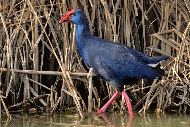 Birding & Photography Day Trip to Doñana from Seville - The photography angle: binoculars, a scope, and seeing behavior