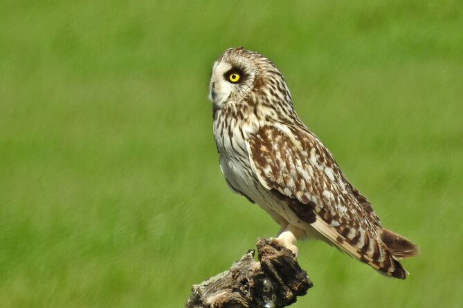 Birding & Photography Day Trip to Doñana from Seville - Stop in focus: your long session at Parque Nacional de Doñana