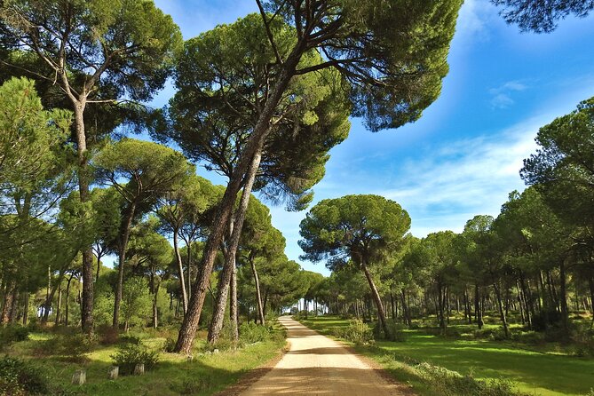 Birding & Photography Day Trip to Doñana from Seville - Group size and guiding style: why a max of 6 matters
