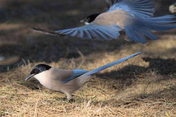 Birding & Photography Day Trip to Doñana from Seville - What to bring for a 9-hour birding day