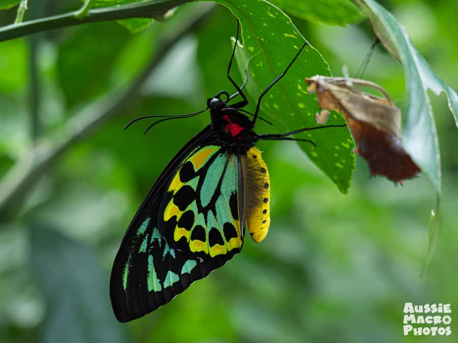 Cairns: Insect Photography Tour of Cairns Botanic Gardens - Your first moves: briefings and a safety-first mindset