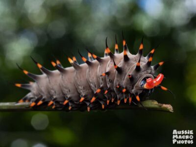 Cairns: Insect Photography Tour of Cairns Botanic Gardens - Meet Bridgette and Ros: a two-skill team for real results
