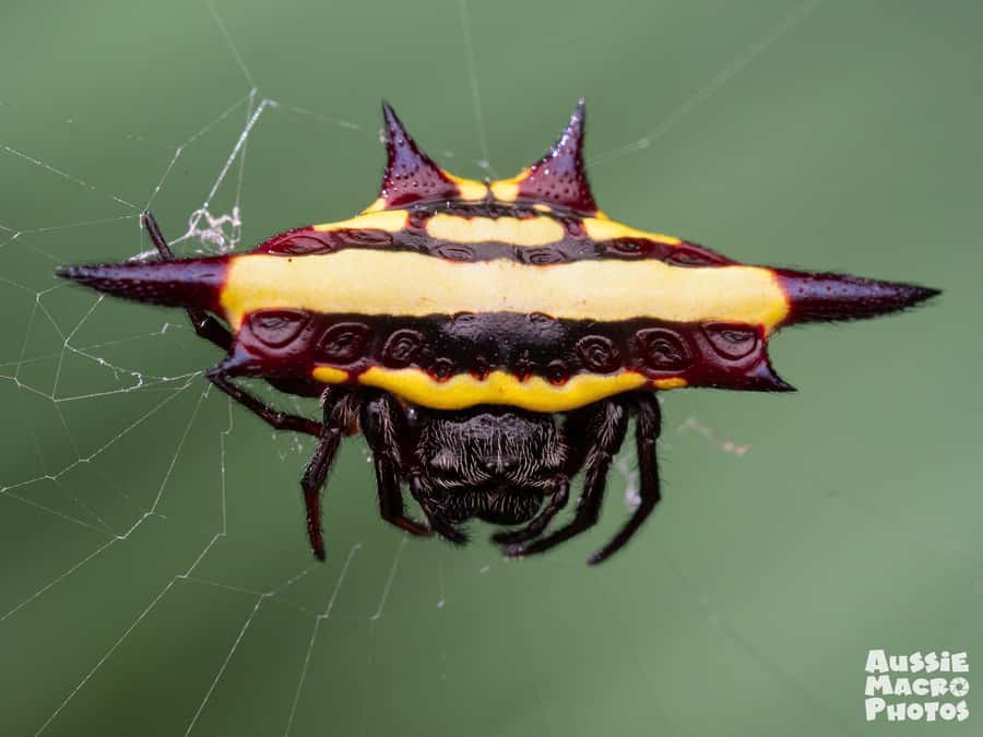 Cairns: Insect Photography Tour of Cairns Botanic Gardens - Arthropods, reptiles, and fungi: what you’ll learn by looking closely