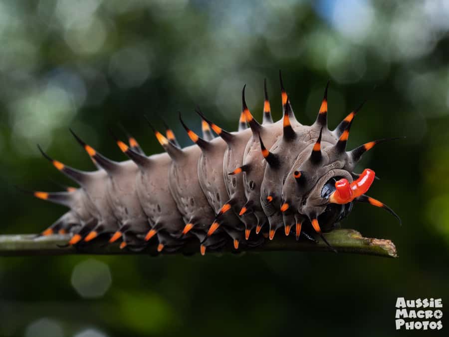 Cairns: Insect Photography Tour of Cairns Botanic Gardens - Meet Bridgette and Ros: a two-skill team for real results