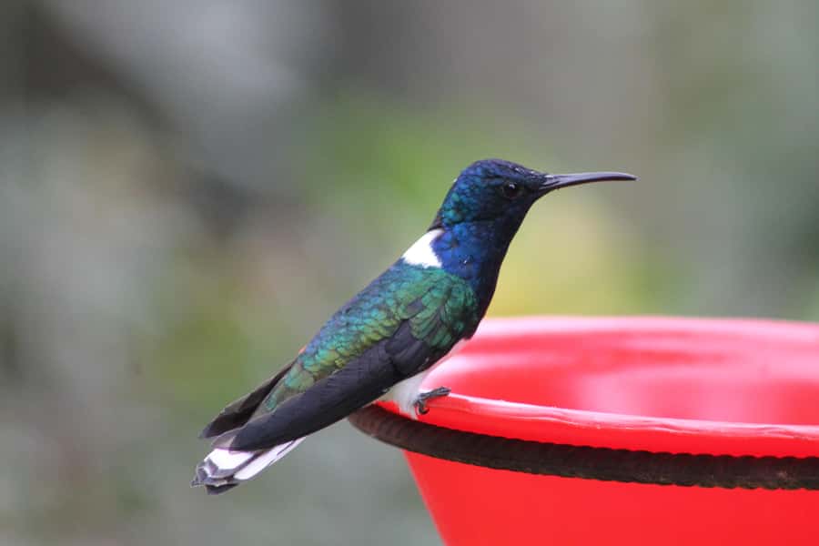 Cali: Hummingbird Watching & Photography Tour - Why Cali’s West Mountains Change the Whole Birdwatching Game