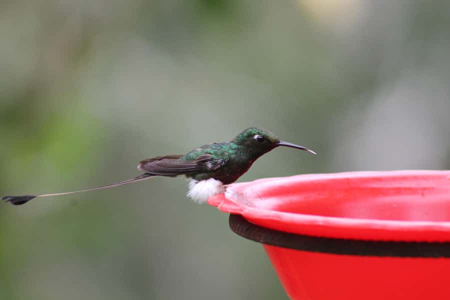Cali: Hummingbird Watching & Photography Tour - The A/C Ride Up: How the Journey Works (and Why It Matters)