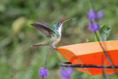 Cali: Hummingbird Watching & Photography Tour - Finca Alejandría: The Colibrí Paradise Above Cali