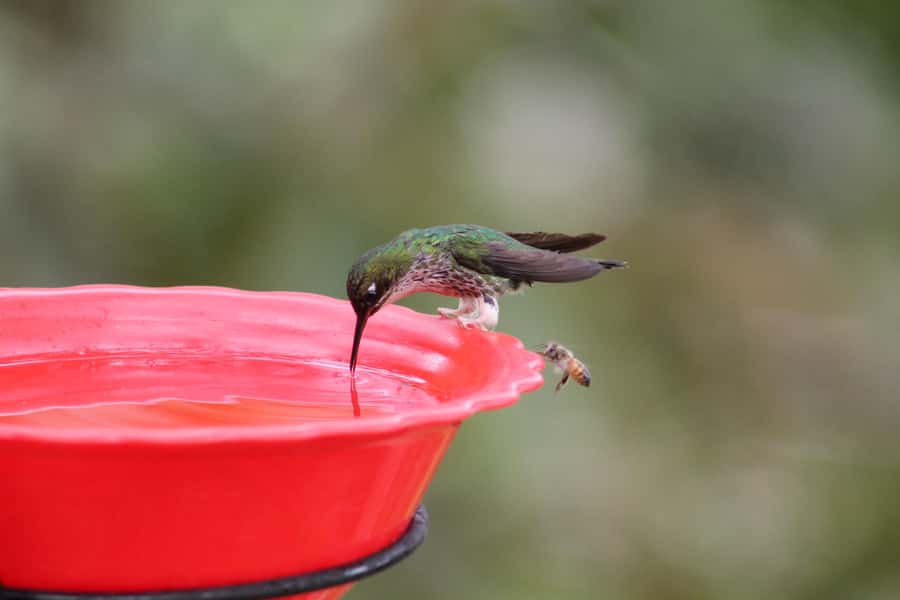 Cali: Hummingbird Watching & Photography Tour - The Finca Visit: 2 Hours Where Hummingbirds Own the Space