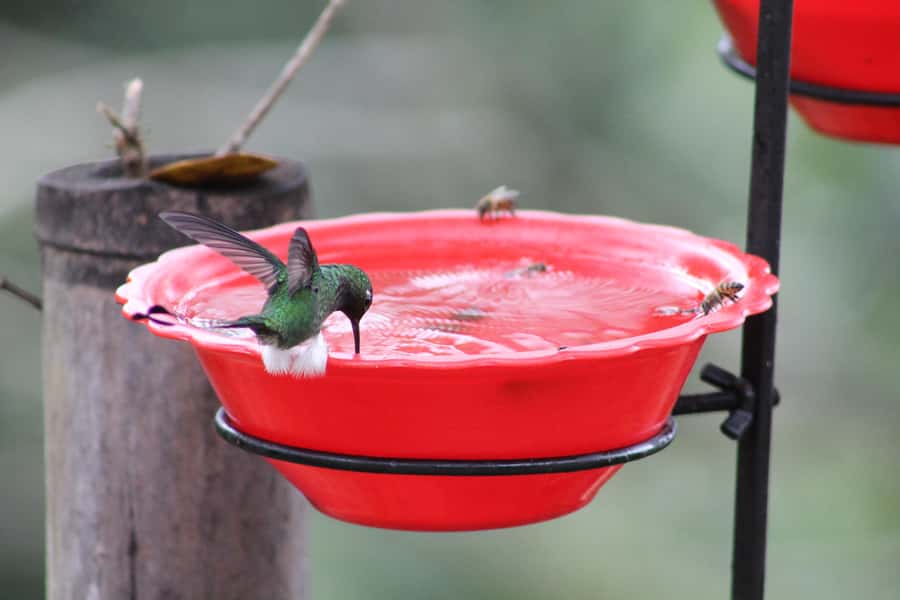 Cali: Hummingbird Watching & Photography Tour - Photography: Getting Great Shots in Chilly Mountain Air