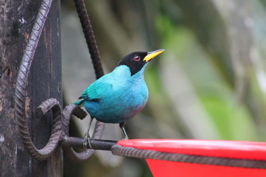 Cali: Hummingbird Watching & Photography Tour - Clothing and Weather: Don’t Underpack for the Mountains