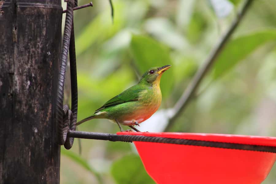 Cali: Hummingbird Watching & Photography Tour - The Guide: English or Spanish Help, Plus Bird-Name Clarity