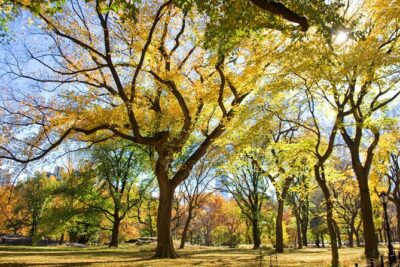 Central Park Photography Tour with Local Photographer - Shakespeare Garden and Bethesda Fountain: lessons in composition and mood