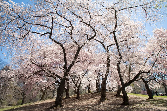 Central Park Photography Tour with Local Photographer - What to bring (so you get more than pretty scenes)