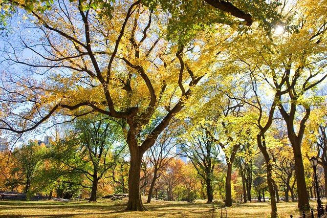 Central Park Photography Tour with Local Photographer - Shakespeare Garden and Bethesda Fountain: lessons in composition and mood