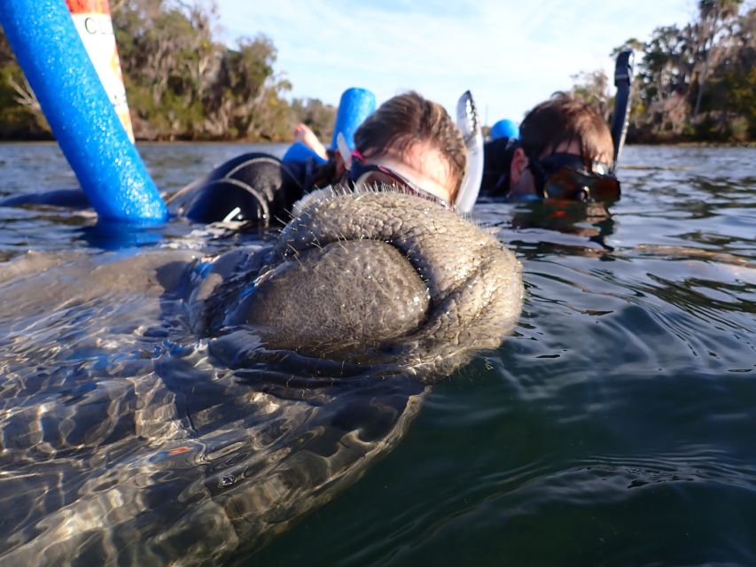 Crystal River: Manatee Snorkel Tour w/ In-Water Photographer - Who This Tour Fits (and Who Should Skip It)