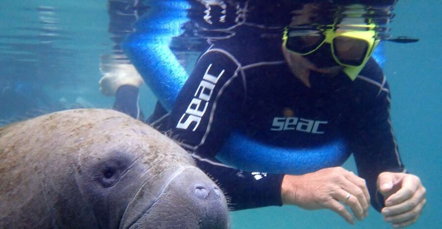 Crystal River: Manatee Snorkel Tour w/ In-Water Photographer - The Snorkel With Manatees Part: Rules That Protect the Sea Cows and Your Day