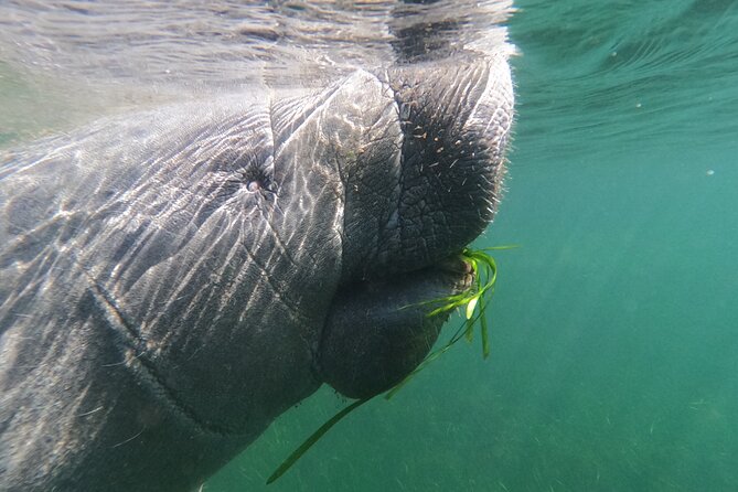 Crystal River: Private Manatee Swim With Heated Boat(Free Photos) - Key Highlights You’ll Care About