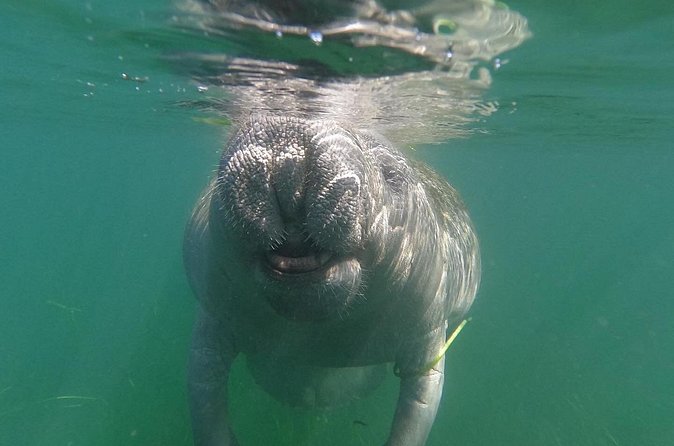 Crystal River: Private Manatee Swim With Heated Boat(Free Photos) - The Crystal River Water Stop: Manatees, Not a Scavenger Hunt