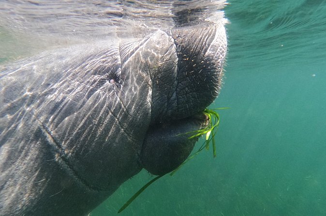 Crystal River: Private Manatee Swim With Heated Boat(Free Photos) - Free Photos Included: Capture the Moment Without Extra Planning