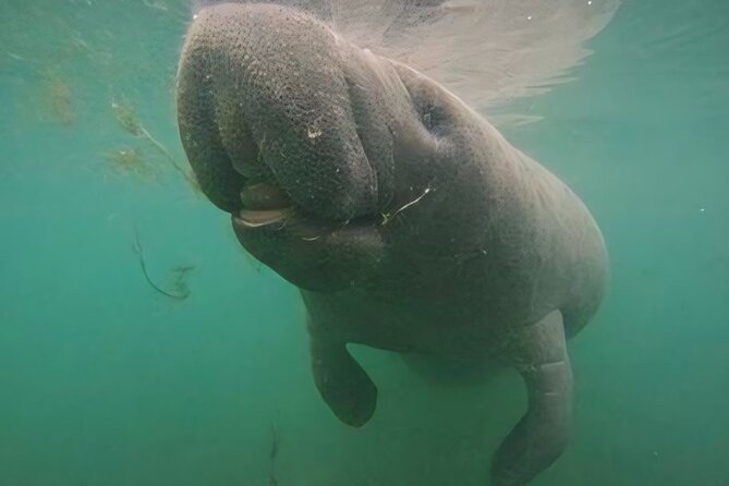 Crystal River: Private Manatee Swim With Heated Boat(Free Photos) - Value for $500: Why Private Can Be Worth It Here