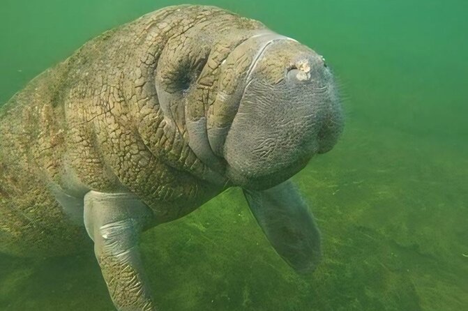 Crystal River: Private Manatee Swim With Heated Boat(Free Photos) - Staff and Service: The Names People Trust