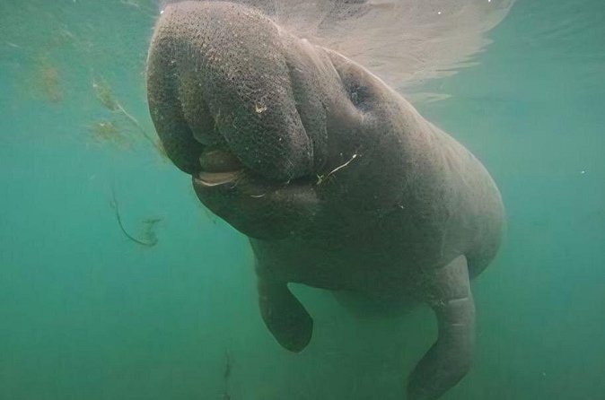 Crystal River: Private Manatee Swim With Heated Boat(Free Photos) - Timing, Crowds, and Water Clarity: How to Set Expectations